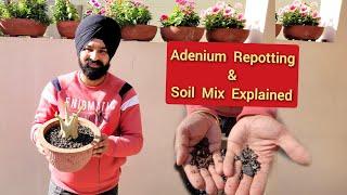 Adenium soil mix explained, Adenium repotting n bonsai soil, February gardening works, Adenium care