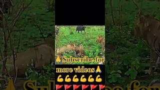 ️ "Lion vs Buffalo!  Epic Battle – Buffalo Saves Its Cave from the King of Jungle!"#LionAttack