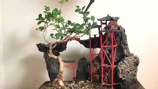 Japanese garden penjing bonsai / Chinese elm bonsai