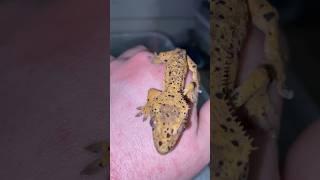 INSANE SUPER DALMATIAN Crested Gecko! #shorts