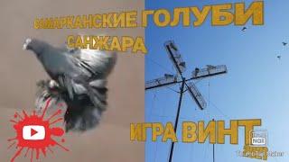 САМАРКАНСКИЕ  ГОЛУБИ  САНЖАРА PIGEONS