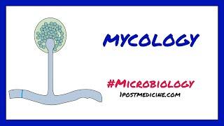 Introduction to Mycology // Microbiology