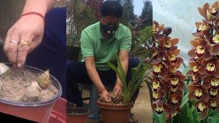 HOW TO PLANT CYMBIDIUM ORCHID FROM ITS BACK BULB, #plantcare #orchid