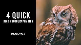 4 Quick Bird Photography Tips for Beginners