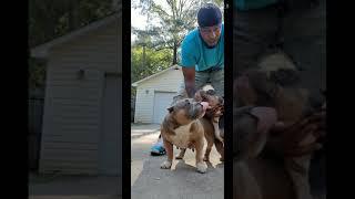 New Journi Bullies Kennel Breeding alert !!! Breeding alert!!!