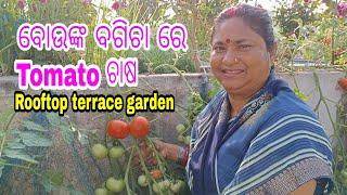 ବୋଉଙ୍କ ବଗିଚା ରେ || Tomato ଚାଷ || rooftop terrace  garden || vlog || jitanshu sekhar odia