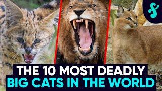 TOP 10 Most DEADLY AND DANGEROUS Big Cats | Furry Feline Facts 