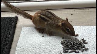 Mellie the Chipmunk - getting used to me and not afraid. Up close.