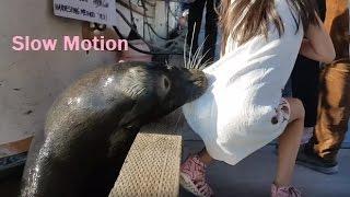 Sea lion drags girl into sea - Steveston in Richmond, BC Slow Motion