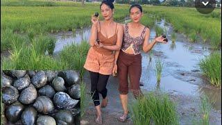 Picking Snails In The Field/ Cambodia Food ដើររើសខ្យង