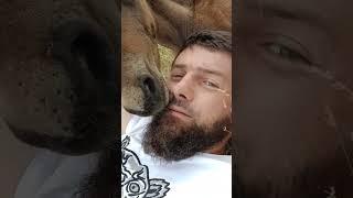 орлик устал #лошадки