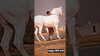 Kehnde mere veereyo arjun aa reha rauli alaa | #shonki #sardar #nukra #ghoda #stallion