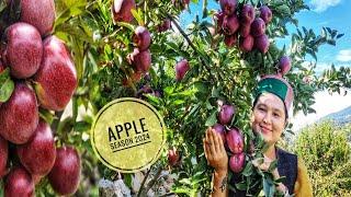 || Apple Harvesting 2024|| Apple packing ||Kinnaur HP||