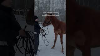 Всадник без опыта+молодой жеребец, рассказываю про свой опыт в блоге 🫂 #лошадь #жеребенок #лошади