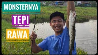 REJEKI DAPAT MONSTER GANAS IKAN GABUS || TARIKANYA SANGAT MAHAL HARGANYA 