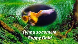 Гуппи золотые / Guppy gold