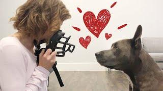 Muzzle Training: How To Get Your Dog To Love The Muzzle