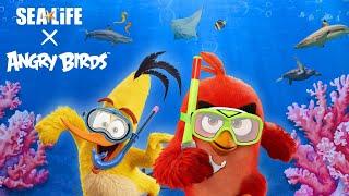 Angry Birds x SEA LIFE | A Fishy Adventure Begins!