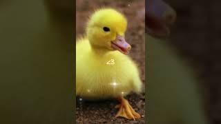 The golden duck