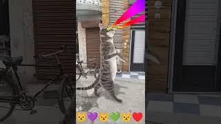 billi boli myau ️ #song #bollywood #hindi #shortsfeed #funny #shorts #cat
