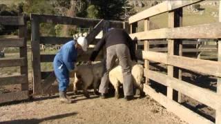 DNA Technology - Changing the Face of New Zealand Sheep Farming