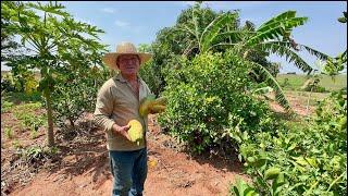 Seu Zico fazendo fartura no seu pedaço de chão Plantando para repartir para quem precisa…