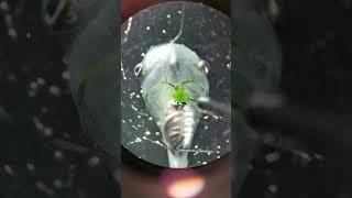 Researchers Inject Algae Into Tadpole’s Heart
