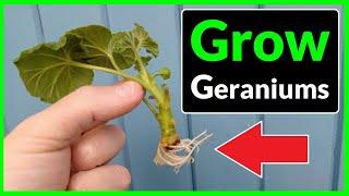 How to Grow Geraniums from Cuttings (Complete Process)