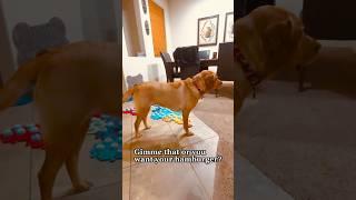 HOW does my TALKING DOG get me to STOP working? #shorts #dogshorts #talkingdog #smartdog