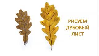 Как рисовать дубовый лист поэтапно! РИСУЕМ ОСЕННИЕ ЛИСТОЧКИ!How to draw oak leaf in stages