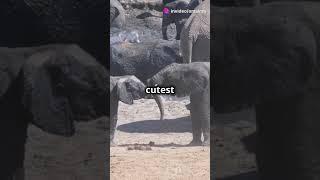 Adorable Baby Animals Compilation!