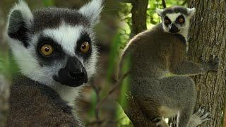 Rescued lemurs find sanctuary