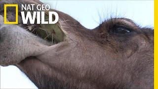 Camels Don't Mind Spines In Their Cacti | Nat Geo Wild