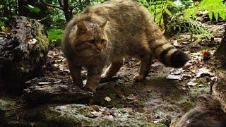 GATTO SELVATICO: IL FANTASMA DEI BOSCHI