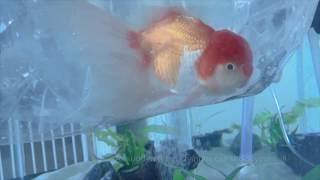 Oranda Goldfish Unboxing - Zhao's Fancies