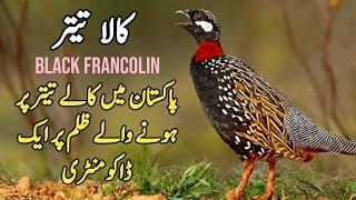 Kala Teetar | The Life of Black Francolin is not so Easy | Wildlife of Pakistan Documentary