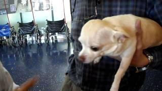 Dj Sophia Lin 's Dog "Goodies" almost attacks Mom!