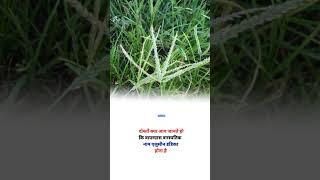 Goose grass botanical name #shorts agriculture