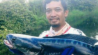 Bikin Rusuh di Sungai Batu Belang @Kumpai Angler