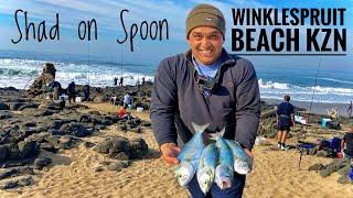 Catching Shad on Spoon at  Winklespruit Beach - Fishing in Durban KZN