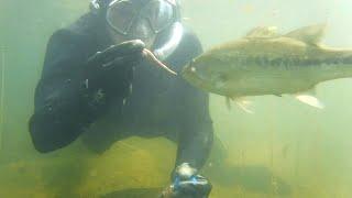 Hand Feeding Worms To Largemouth Bass While Snorkeling In The Lake