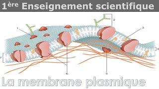 La membrane plasmique - Enseignement scientifique - 1ère