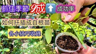 抓住季節讓一株苗變一片園！玫瑰扦插的簡易做法與高成功率手把手教你如何做