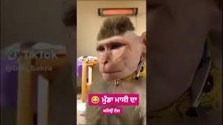 Munda massi  da