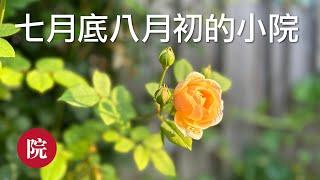 【彬彬有院】我爱我家•1132 种植的快乐，七月底八月初的小院，月季第二波开花，第一次收砍瓜，鱼翅瓜，佛手瓜都长大了，居然还有一颗白不老，豆子结了不少