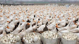 160 Days Raising Free Range Ducks - Collecting Duck eggs - The Duck