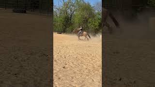 Cinder! #shezalilwiskeygirl #jaylieayres #grindygrind #tyj #blessed #barrelracing #rodeo #training