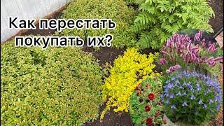 Обзор новых покупок в цветники! МНОГОЛЕТНИКИ, к которым стоит присмотреться!