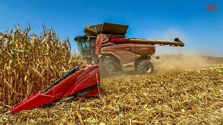 CASE IH AF10 Combine Harvesting Corn