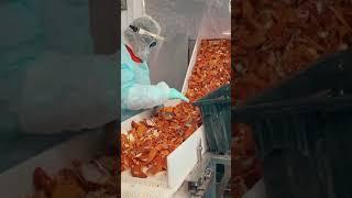 This is how fresh lobster is processed. #lobster #Maine #seafood